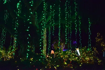 DSC_6977 (Large).JPG